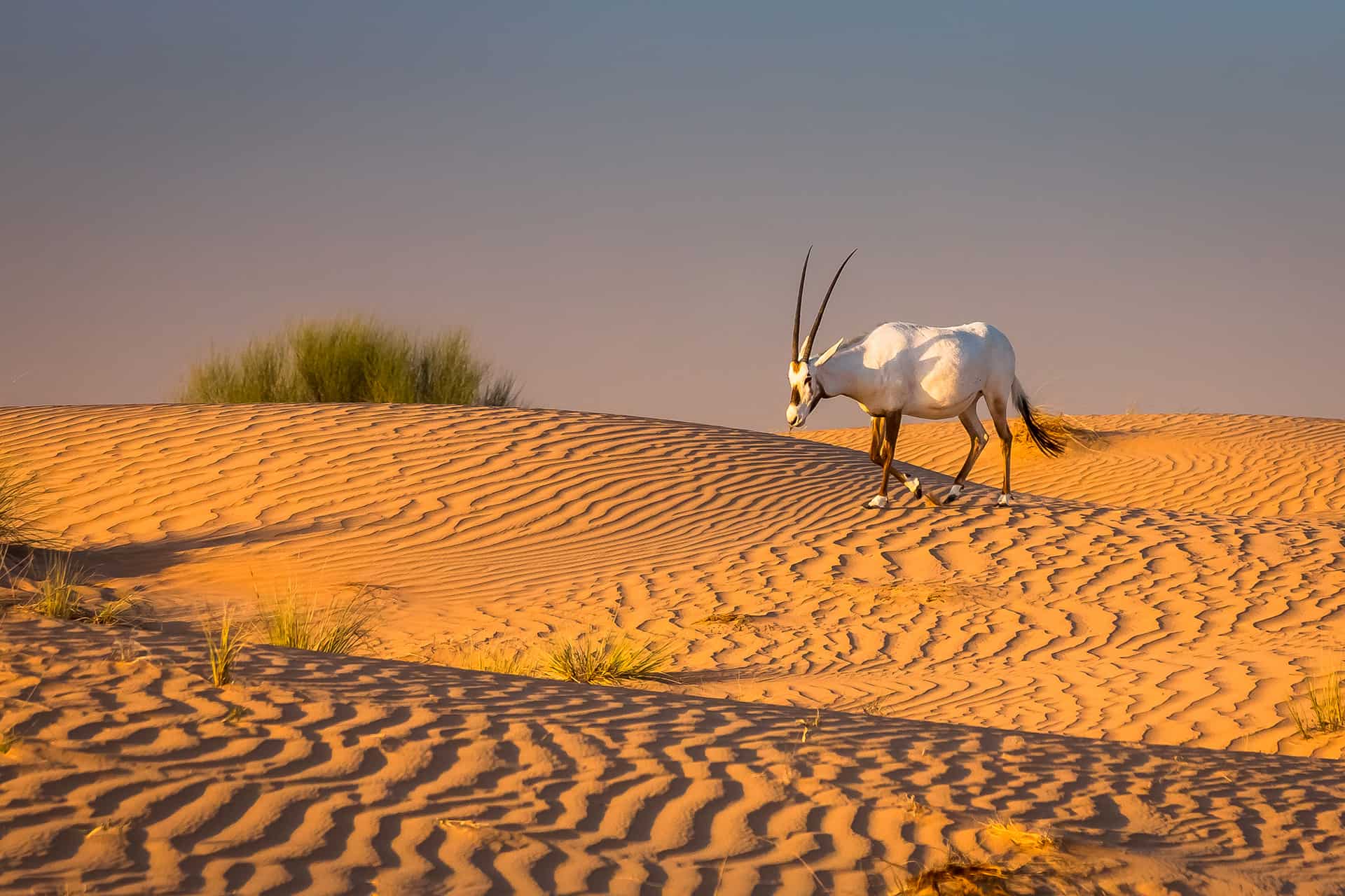 onyx desert wildlife